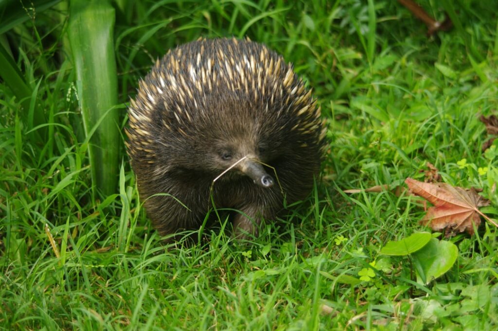 Photo Echidna conflict