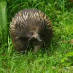 Photo Echidna conflict